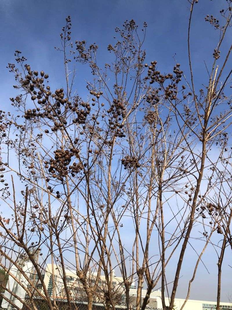 Most Central Texas crape myrtles can keep their winter pods