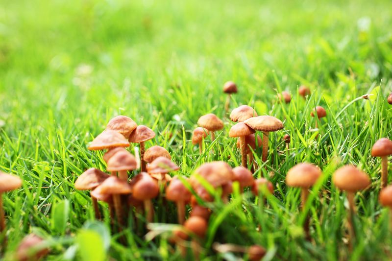 Most lawn and mulch mushrooms do not attack living plants