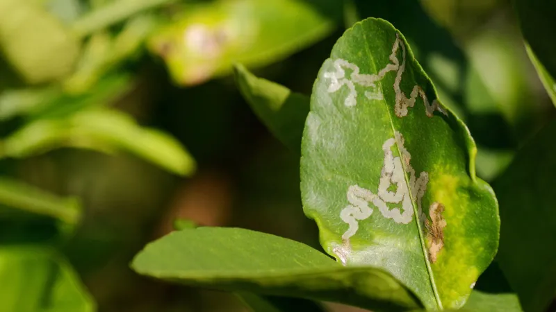 Most mature citrus can tolerate the injury