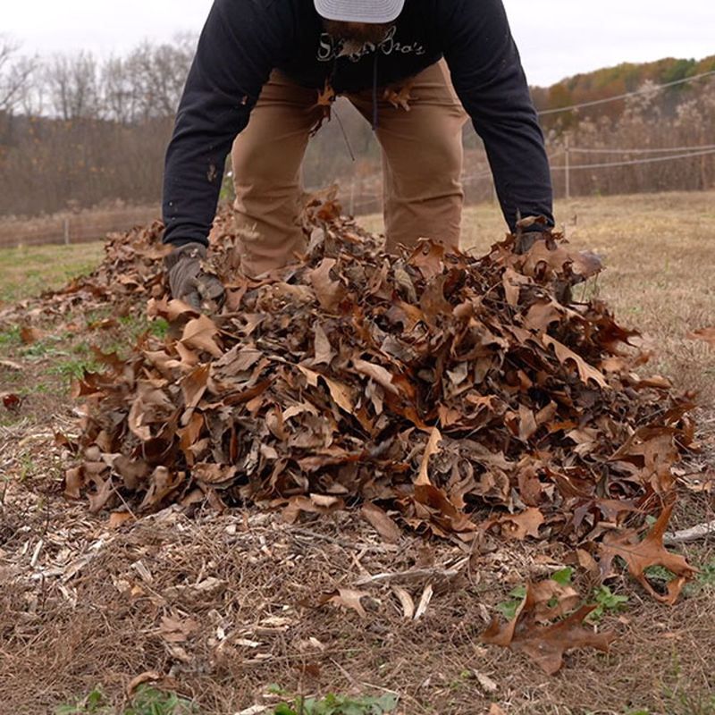 Mound loose soil or mulch around the base Mound loose soil or mulch around the base