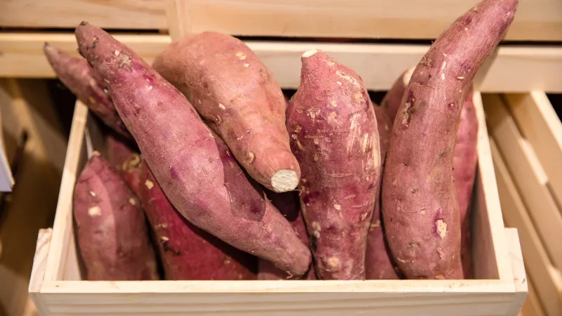 Move cured roots to cool, ventilated storage Move cured roots to cool, ventilated storage