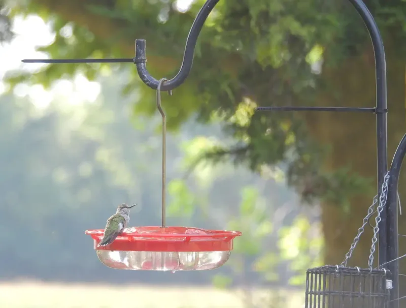 Move the feeder and erase the sugar trail