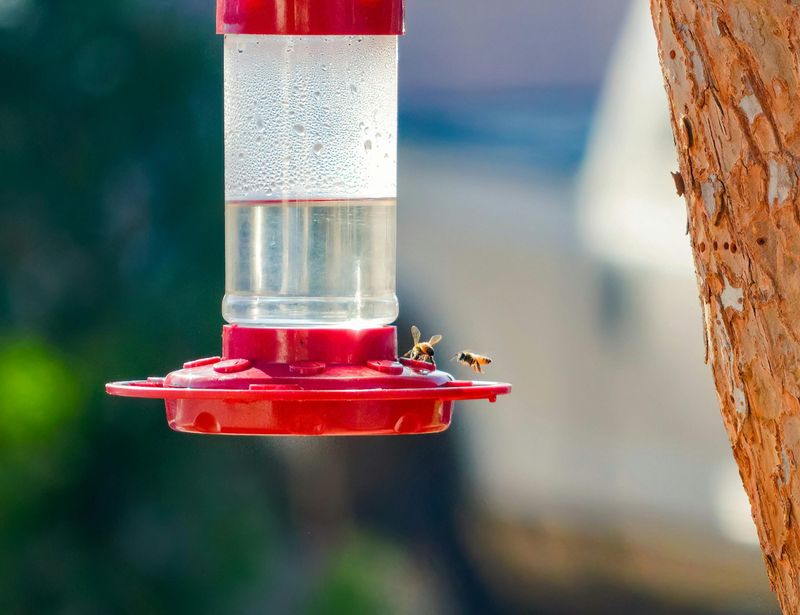 Move the feeder to disrupt the insects’ search pattern Move the feeder to disrupt the insects’ search pattern