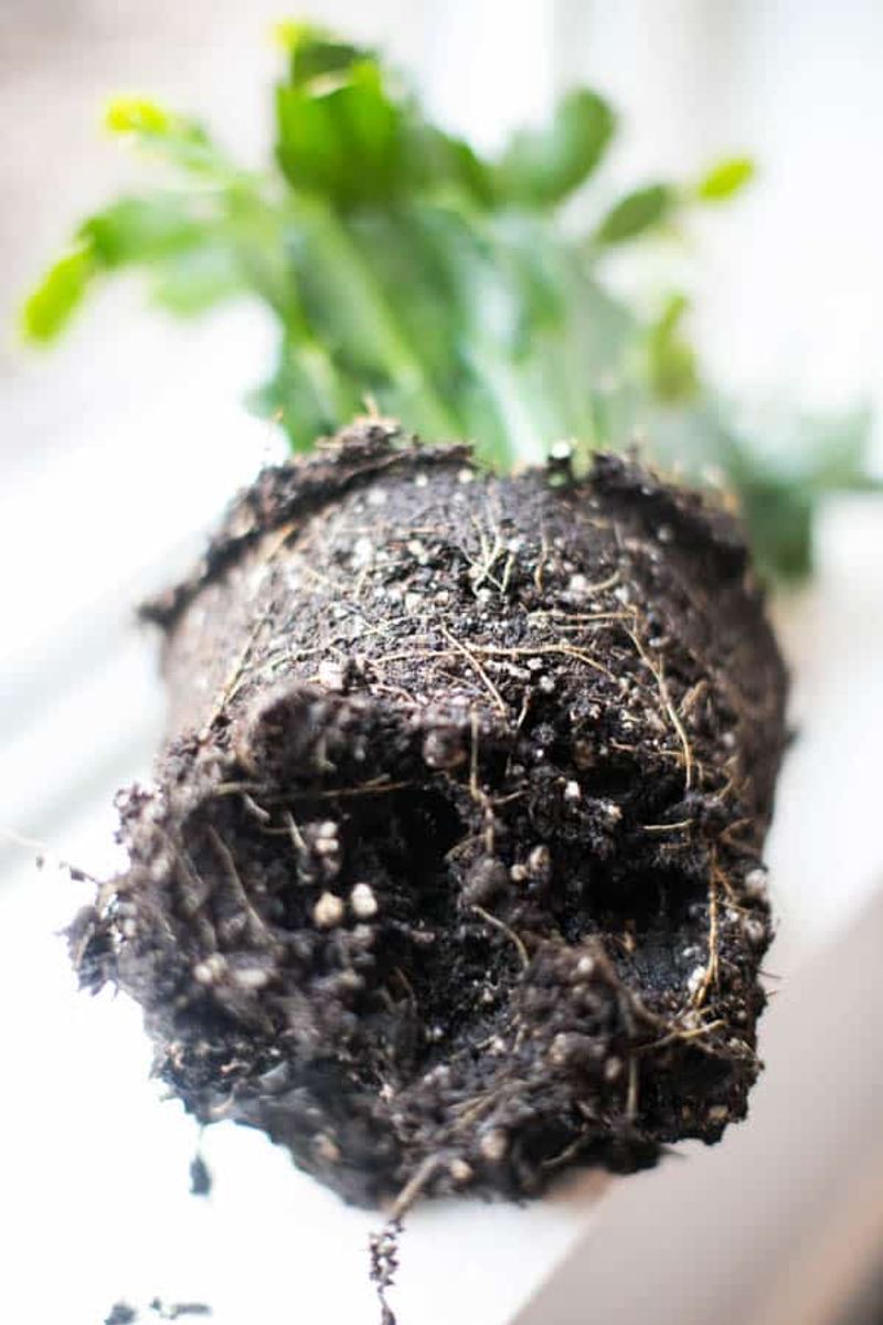Move the root ball gently and keep the planting depth steady