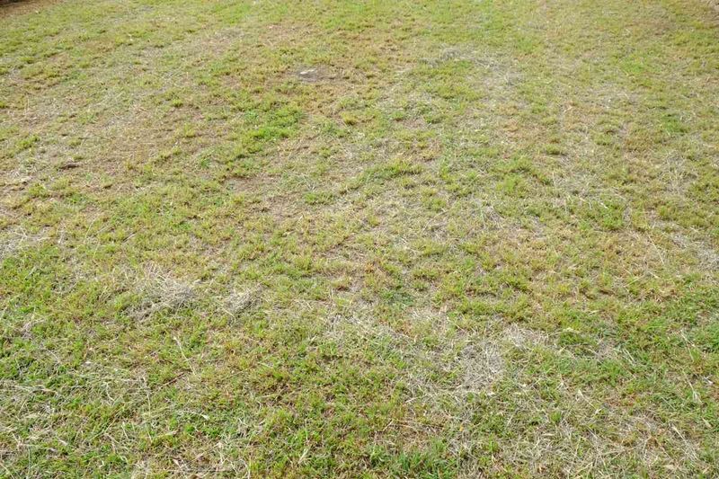 Mowing can compound heat stress