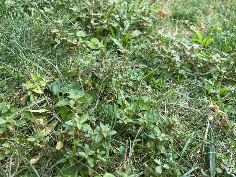 Mowing can weaken the lawn without making crabgrass grow faster