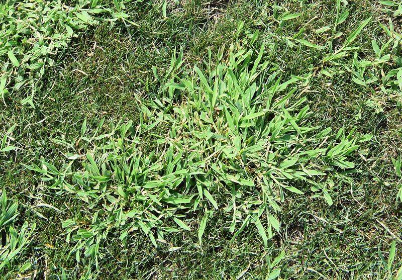 Mowing reduces pressure but does not remove established crabgrass