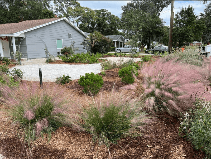Muhly Grass
