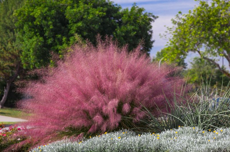 Muhly Grass