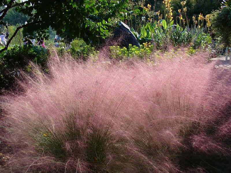 Muhly Grass
