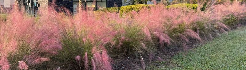 Muhly Grass