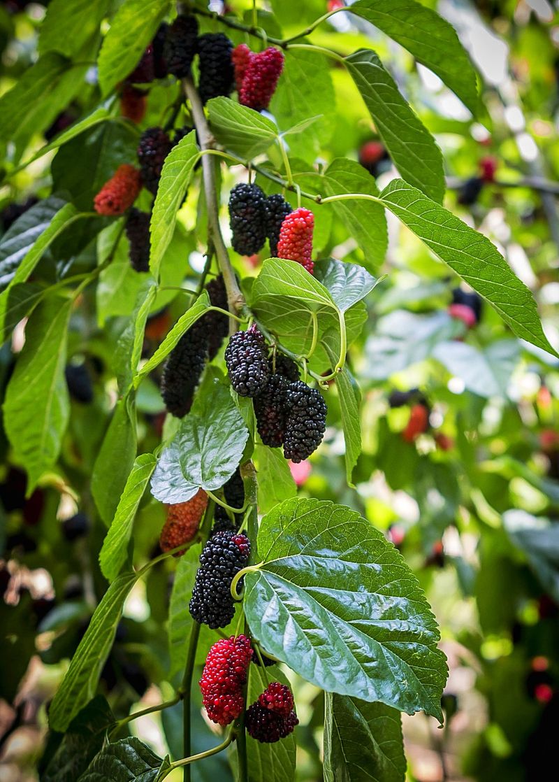 Mulberry