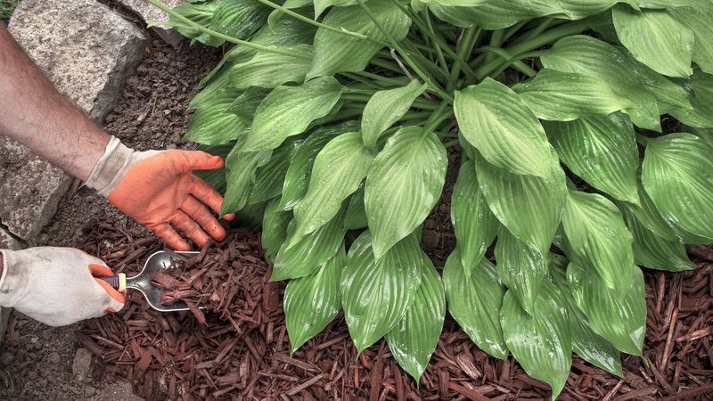 Mulch after the soil cools, not during hot weather