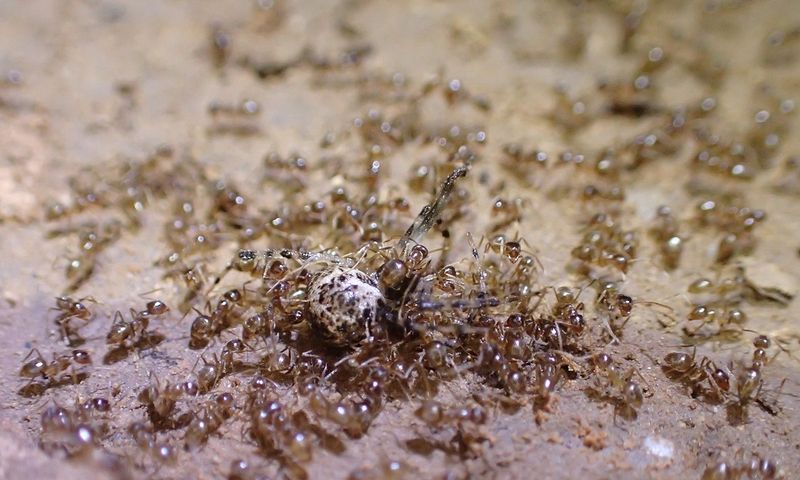 Multi-queen colonies can overwhelm an infested yard Multi-queen colonies can overwhelm an infested yard