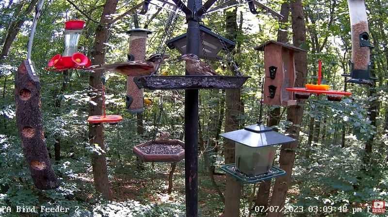 Multiple feeding spots to reduce chasing