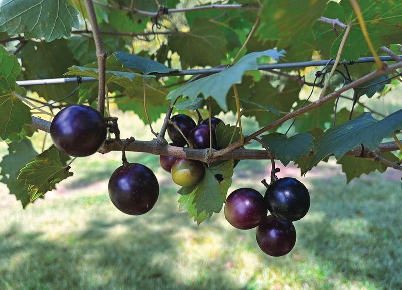Muscadine Grape Trained as a Small Tree
