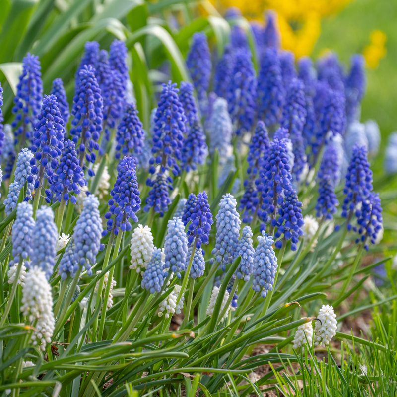 Muscari