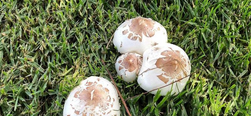 Mushrooms are not proof of lawn disease Mushrooms are not proof of lawn disease