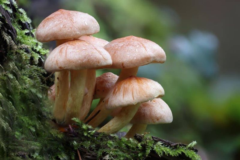 Mushrooms offer a soil clue, not a soil-health score