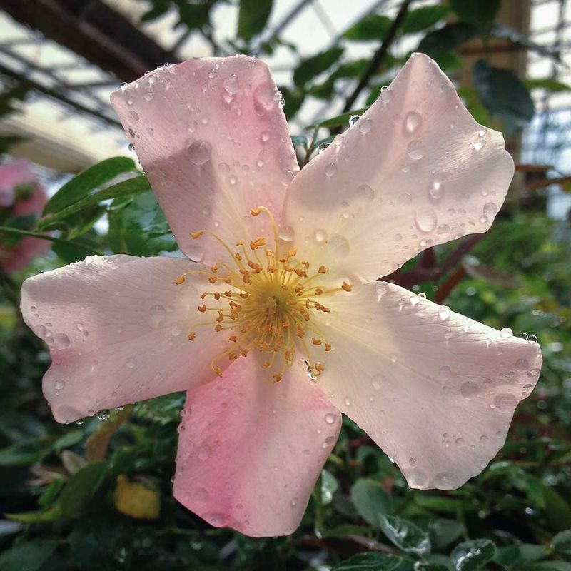 Mutabilis
