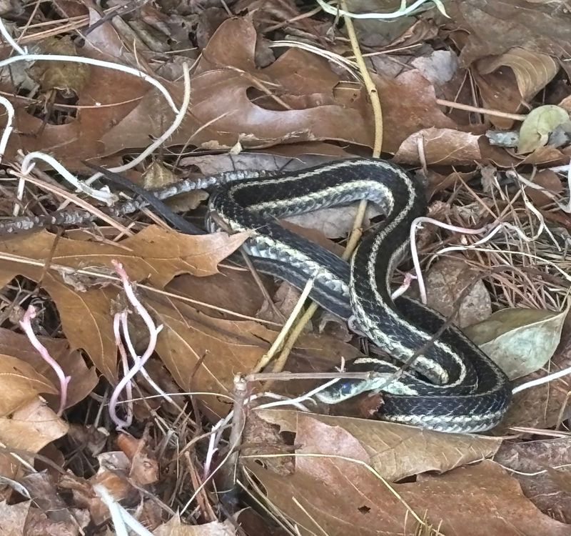 Narrow Trails Through Mulch and Pine Straw