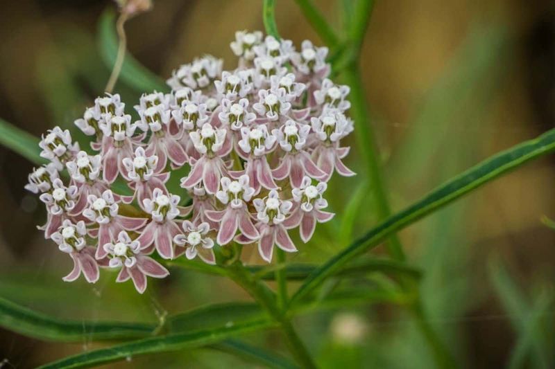 Narrowleaf Milkweed (Asclepias fascicularis)