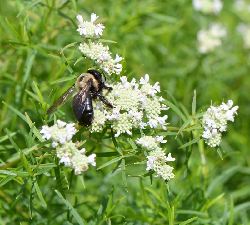 Narrowleaf Mountain Mint Narrowleaf Mountain Mint