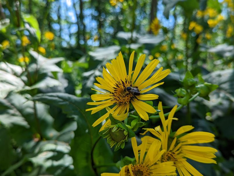 Narrowleaf Sunflower