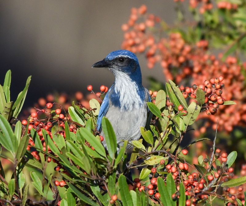 Native Plants Support Jays With Fewer Feeder-Related Risks Native Plants Support Jays With Fewer Feeder-Related Risks