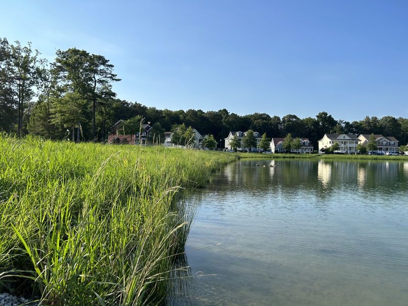 Native Shoreline Plants That Filter Runoff