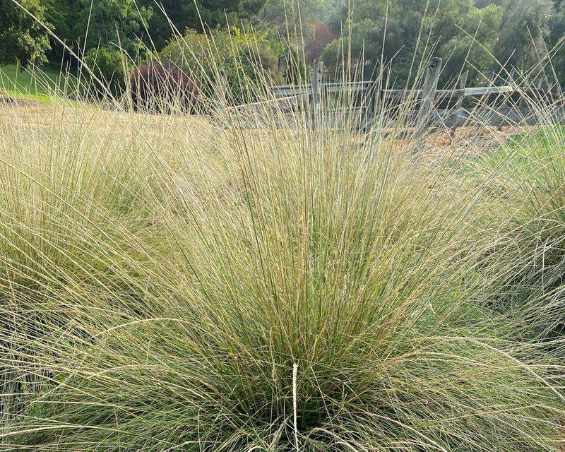 Native bunchgrass islands