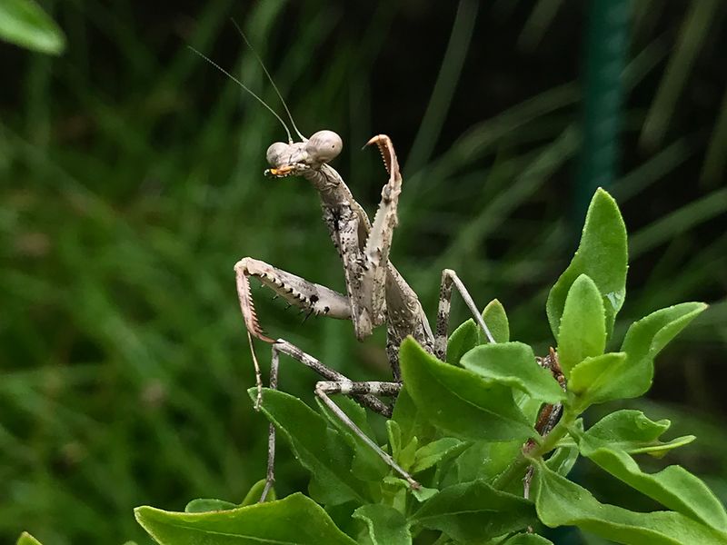 Native does not mean dependable pest control