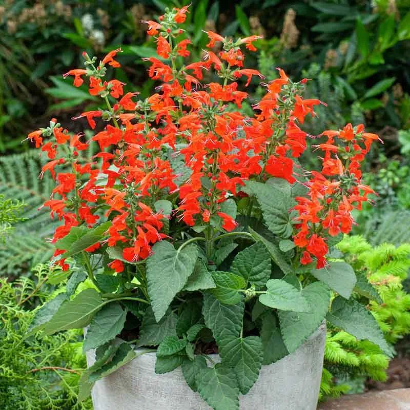 Native night-blooming and evening-scented plants Native night-blooming and evening-scented plants