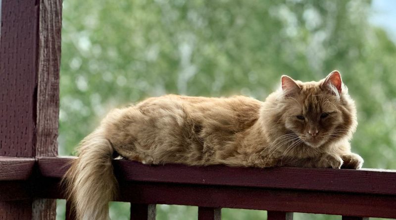 Near an Outdoor Cat's Favorite Perch