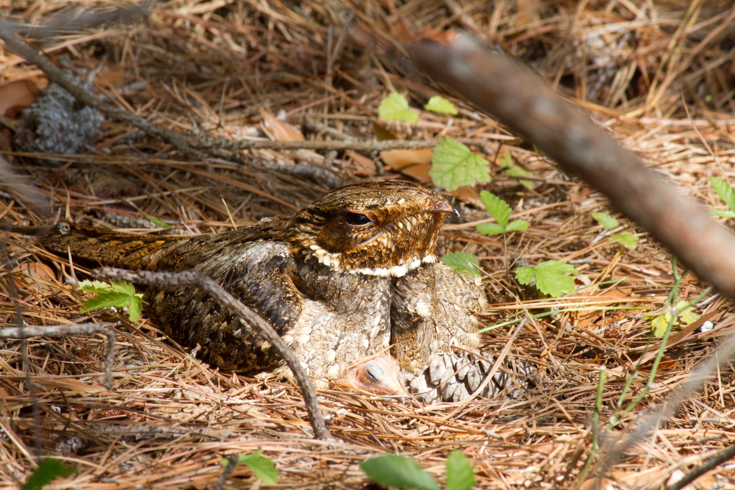 Nearby Scrub, Hammock, or Pine Woods