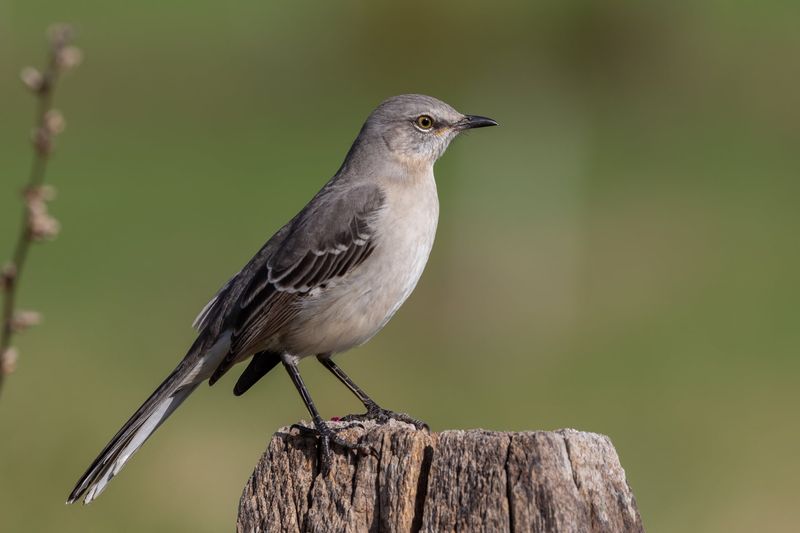 Nearby perches explain the window; light may contribute indirectly
