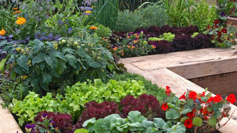 Nearby plants are not automatically harmful Nearby plants are not automatically harmful