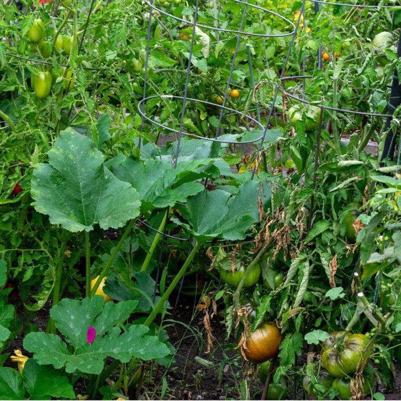 Nearby plants may contribute to tomato decline Nearby plants may contribute to tomato decline