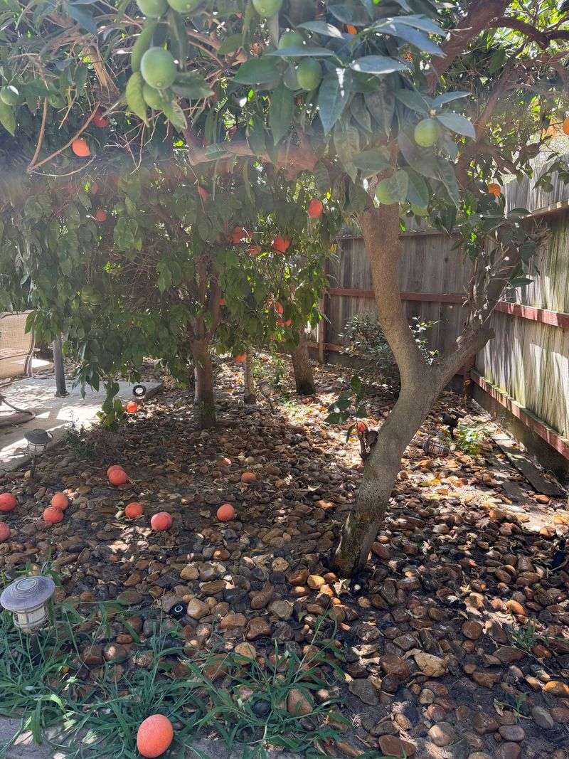 Neglected fruit can keep roof rats foraging