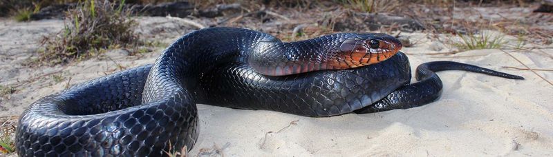Neighbors Start Reporting the Same Shiny Black Snake