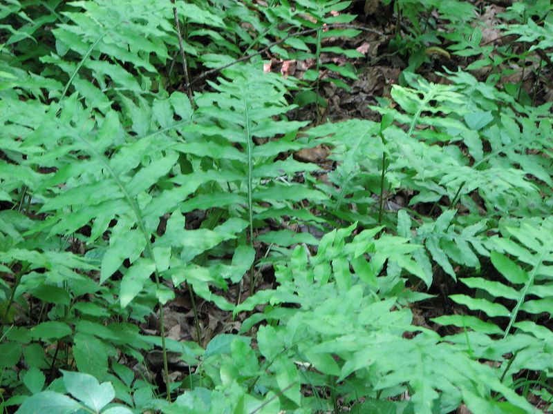 Netted Chain Fern
