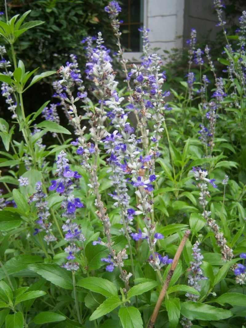 Nettleleaf Sage