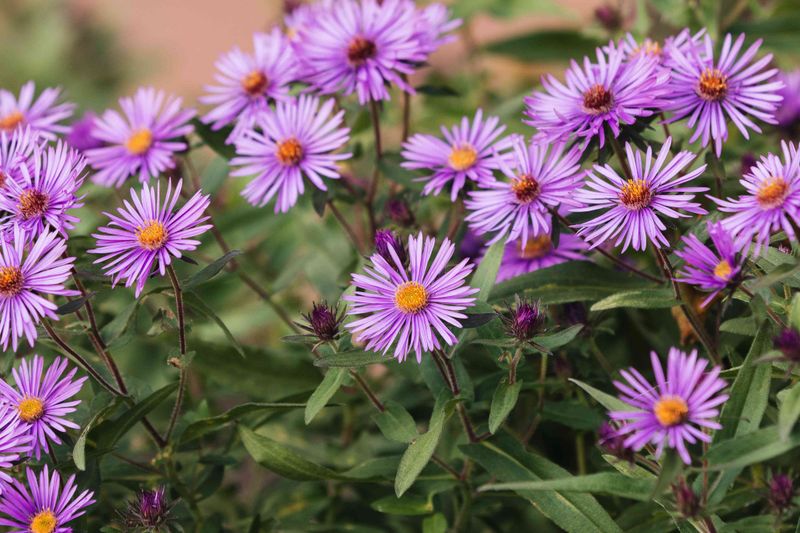 New England Aster (Symphyotrichum novae-angliae)