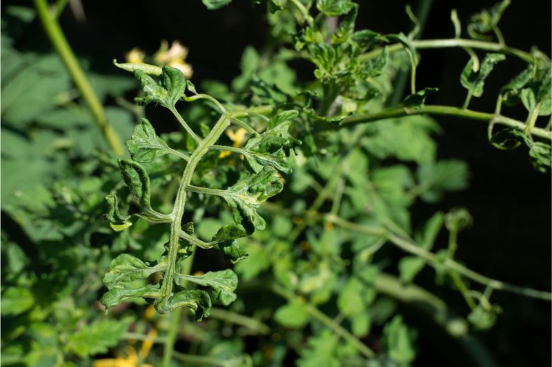 New-Growth Symptoms Point Beyond Ordinary Leaf Roll
