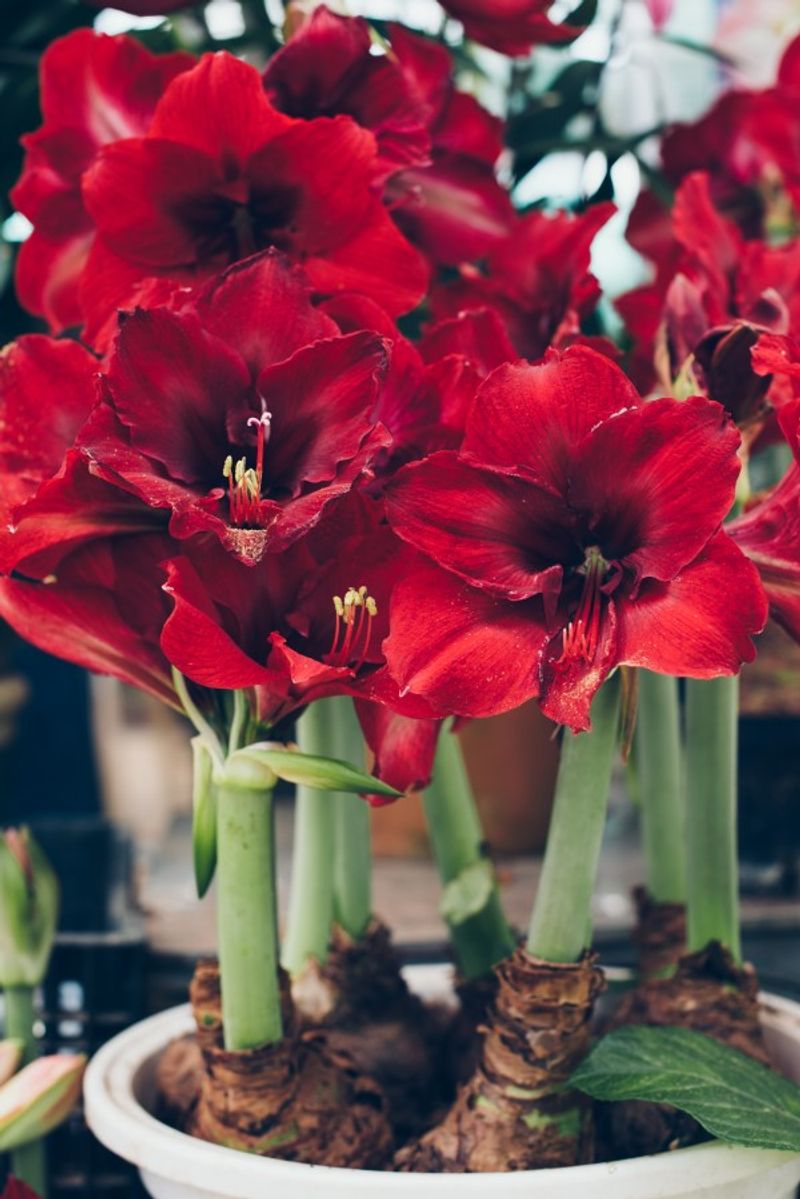 New Hippeastrum bulbs need a good start, not refrigerator treatment
