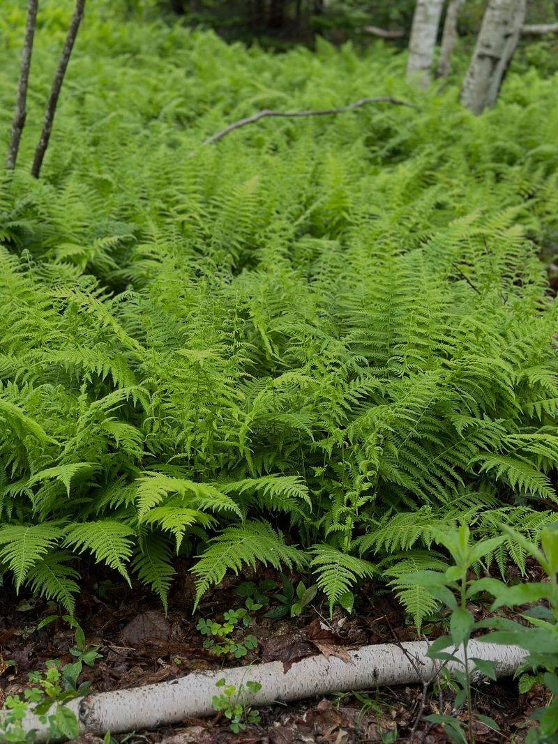 New York Fern
