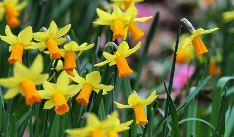 New bulbs need correct timing, water, and drainage New bulbs need correct timing, water, and drainage