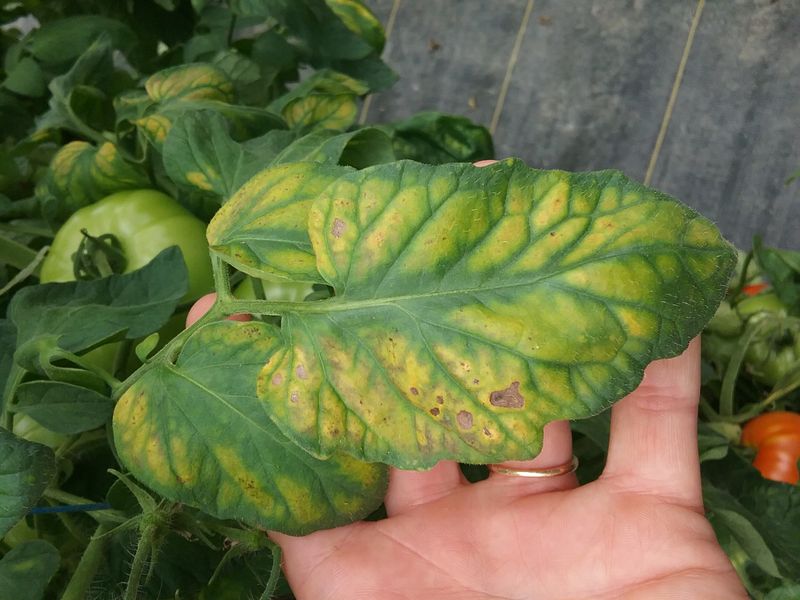 New leaves reveal a different nutrient clue