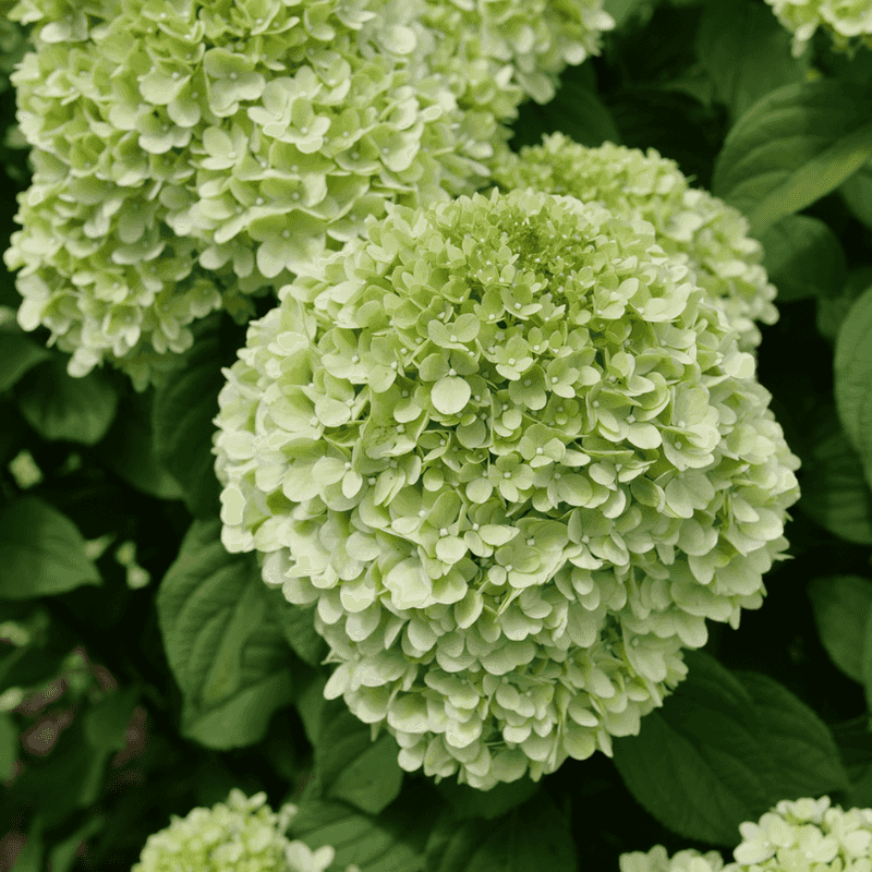 New-wood and reblooming types change the pruning advice