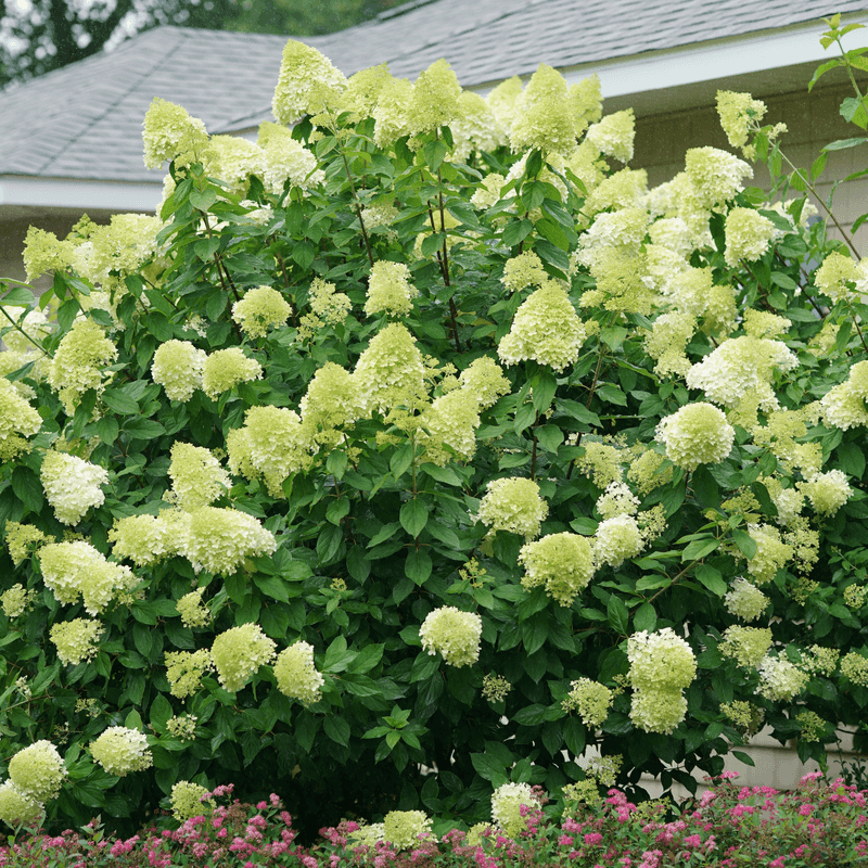 New-wood hydrangeas follow a different schedule